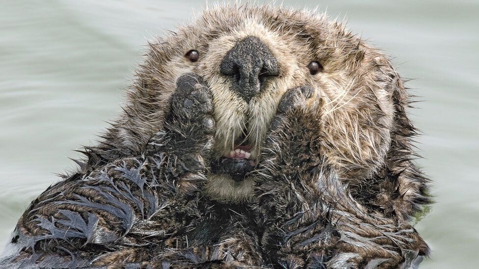 comedy_wildlife_photography_awards_2019_1