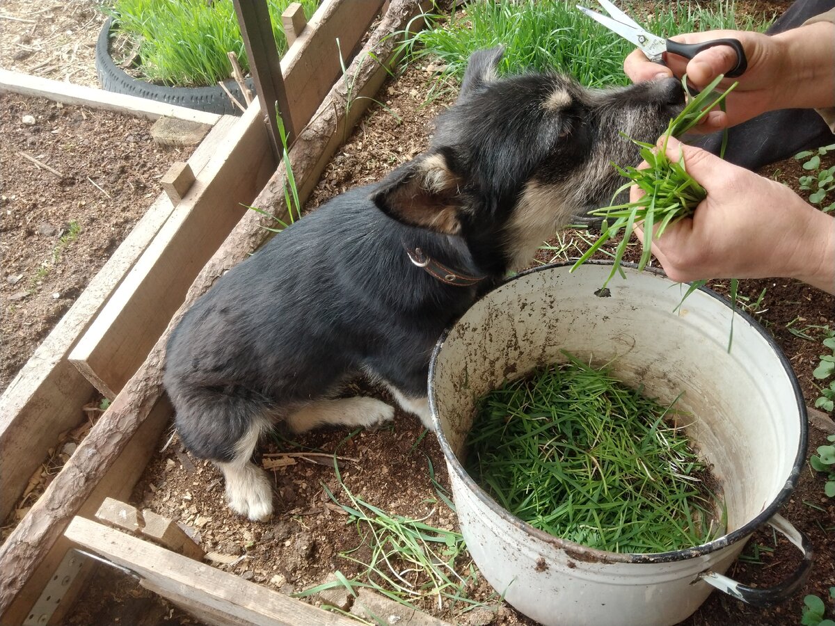 Хапа помогает крошить траву
