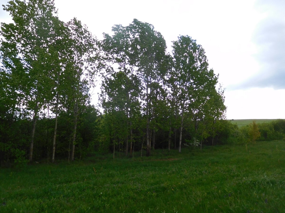 конец нашего участка. Вид на "наш лесок" с сенокоса