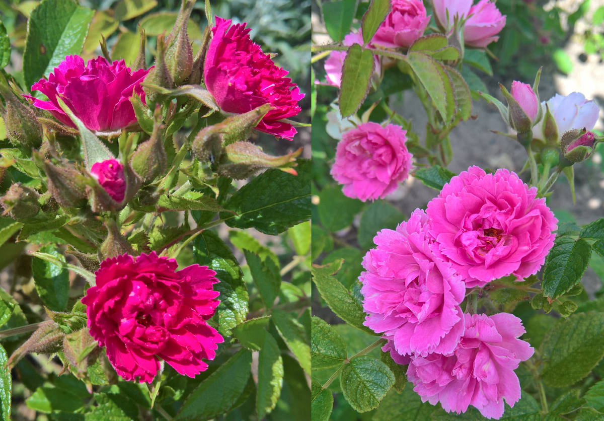 Розы Grootendorst и Pink  Grootendorst