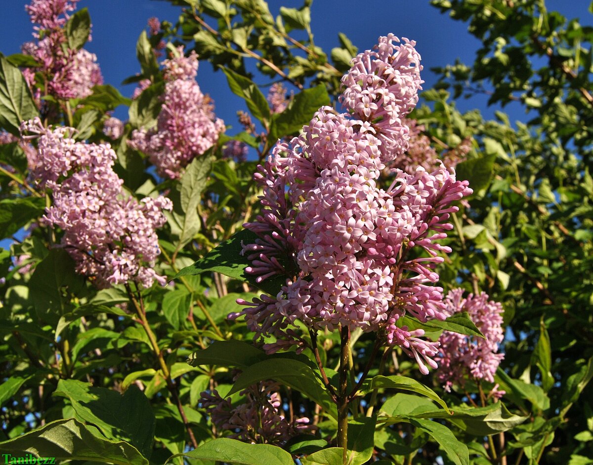 Сирень венгерская / Syringa josikaea
