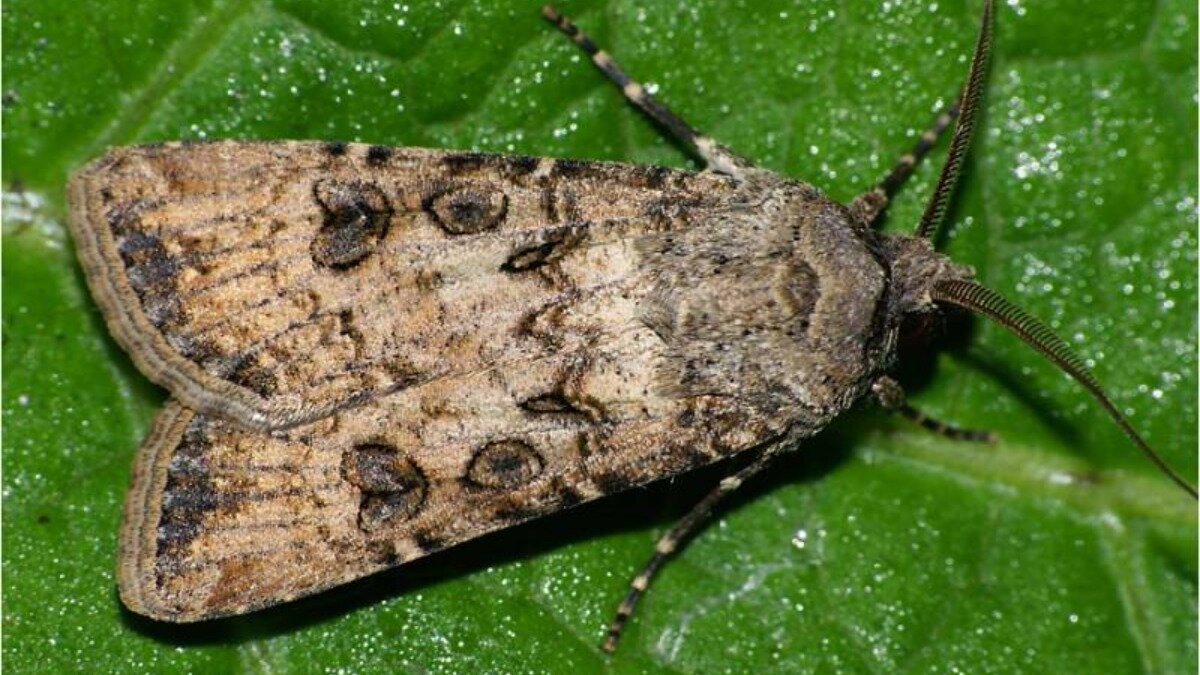 Озимая совка гусеница. Озимая совка (Agrotis segetum),. Бабочка озимая совка. Совка озимая подгрызающая. Озимая совка Имаго.