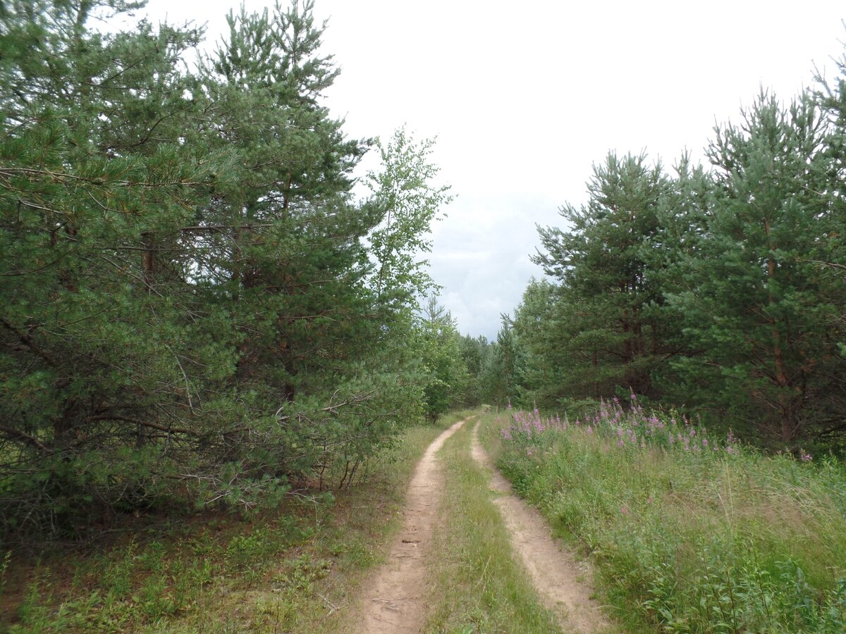 Дорога в лес (фото автора)