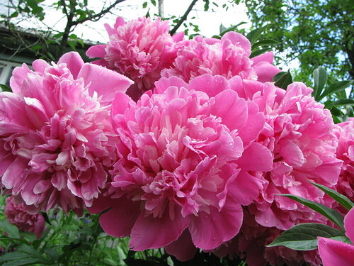 Пион Эмпайр Стейт. 