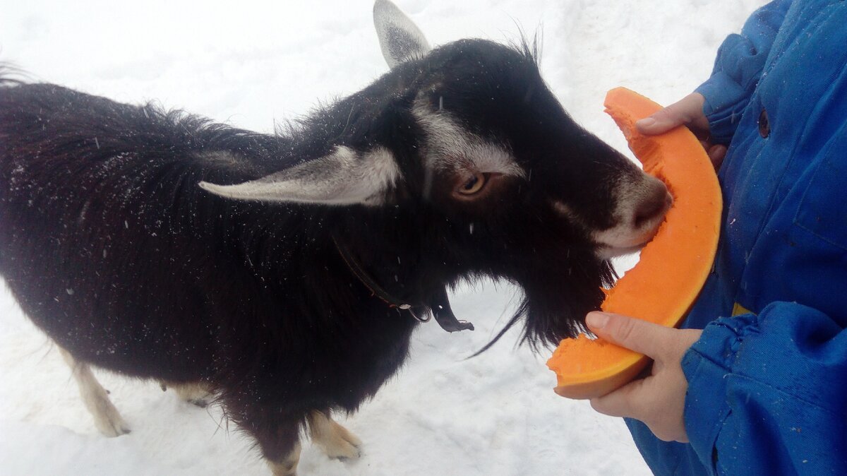Рудольф лакомится тыквой