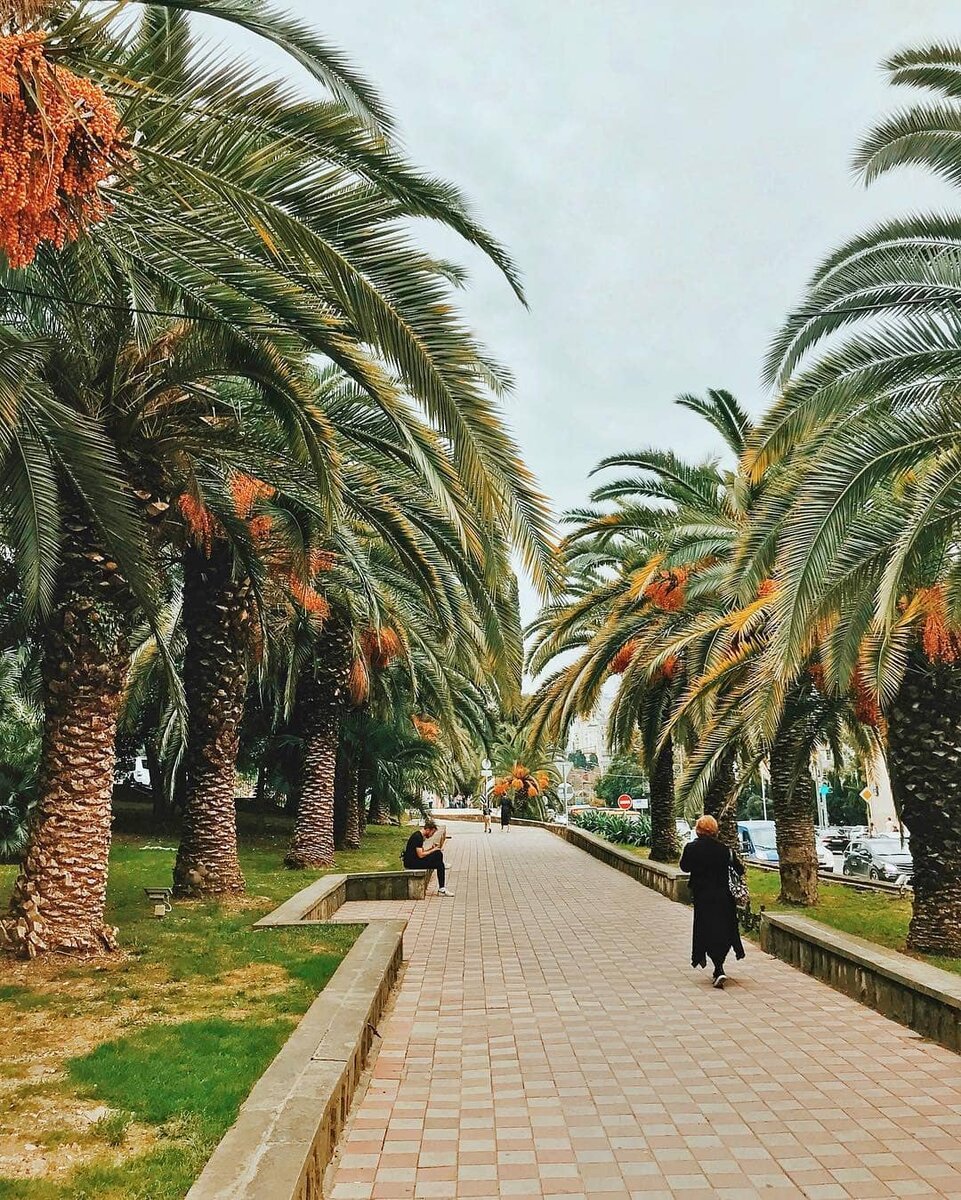 пальмовая аллея адлер. сочи адлер 2021 город. олимпийский парк сочи пальмы. сочинские пальмы. пальмовая аллея в сочи.