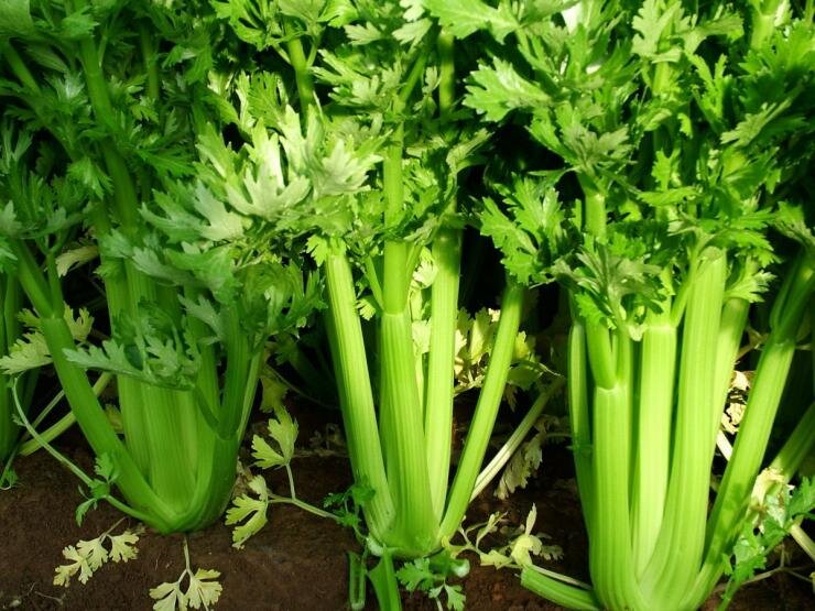 Черешковый сельдерей.