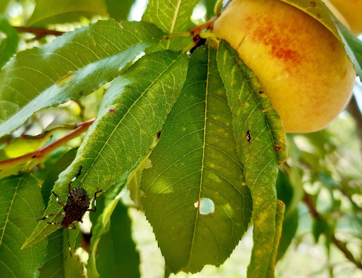 Главные вредители персика описание и методы борьбы | https://agro-sales.ru  | Дзен