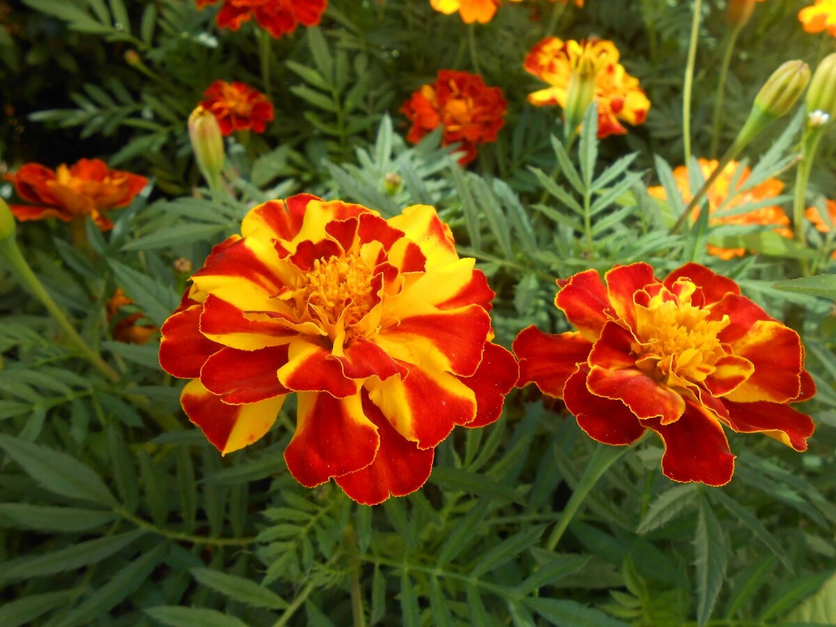 фото взято с сайта dacha-ogorod.com 