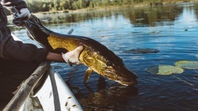Щука, обитающая практически во всех наших водоемах, является популярным трофеем. Номером один для рыбацкой братии эту плутовку делает ее непредсказуемость, энергичность, незаурядная физическая сила и отменный аппетит. Даже во время отдыха хищница продолжает внимательно следить за происходящим вокруг, и не упустит возможности полакомиться зазевавшимся мальком. Рыболовы же пытаются обмануть ее с помощью живца или искусственной имитации живой рыбки.