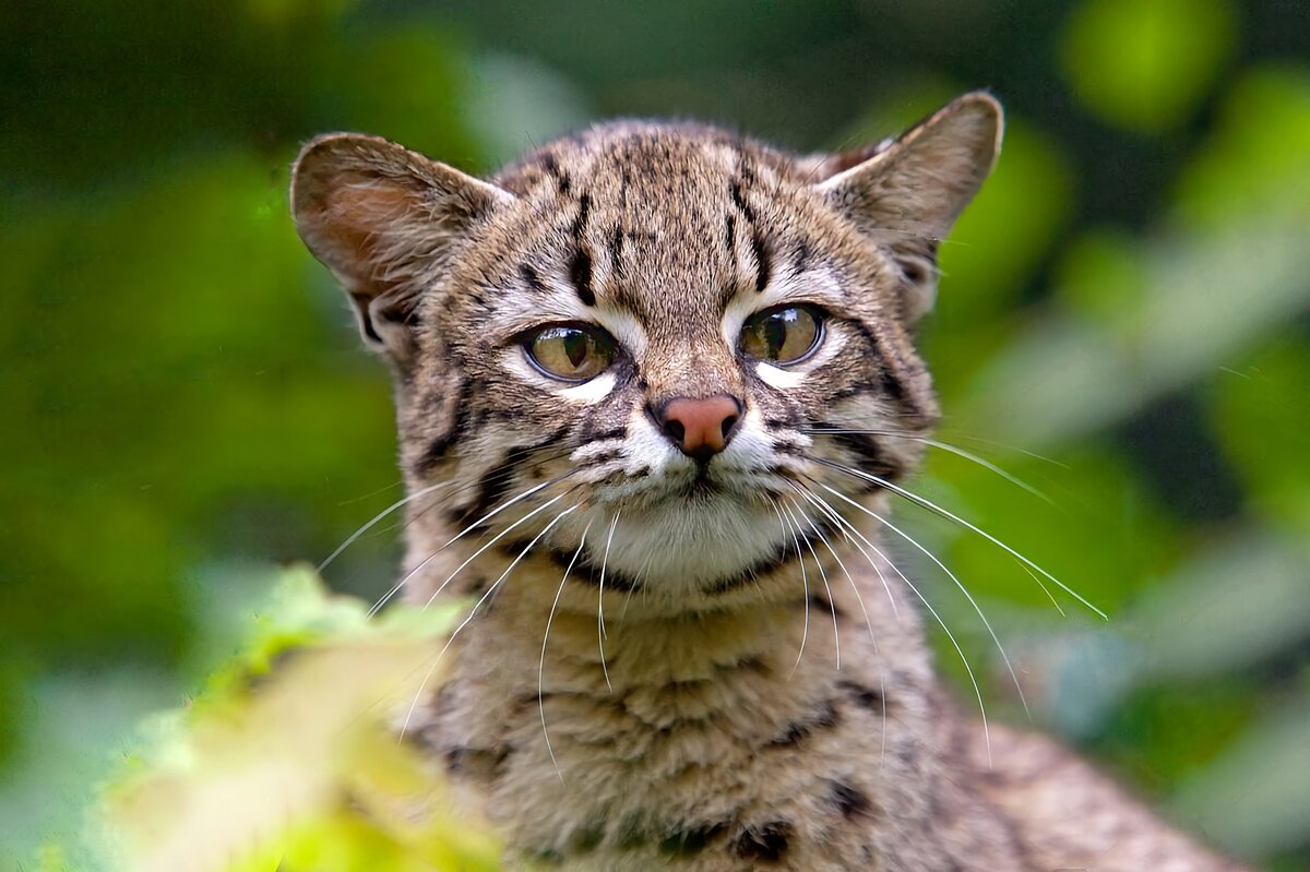 Кошка Жоффруа: 6 фактов о дикой кошке из Южной Америки | Приключения  натуралиста | Дзен