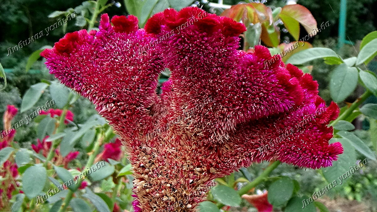 На месте каждого отцветшего крохотного цветочка образуется черная горошинка-семечко.