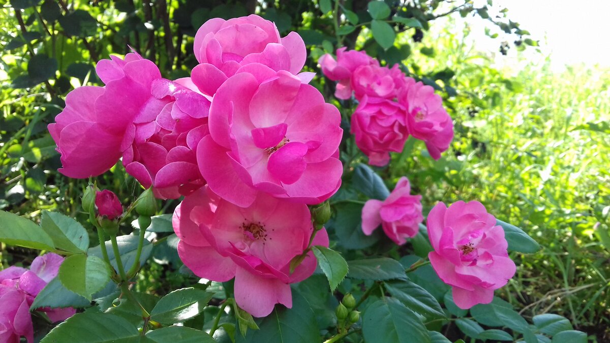 На соцветии количество цветков от 5 до 10, август 2017г