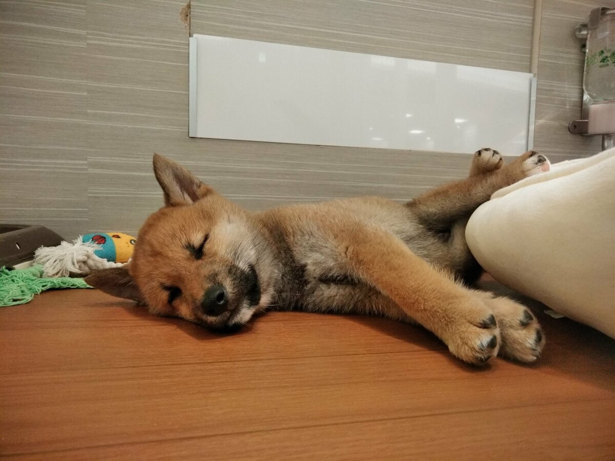 В зоомагазине