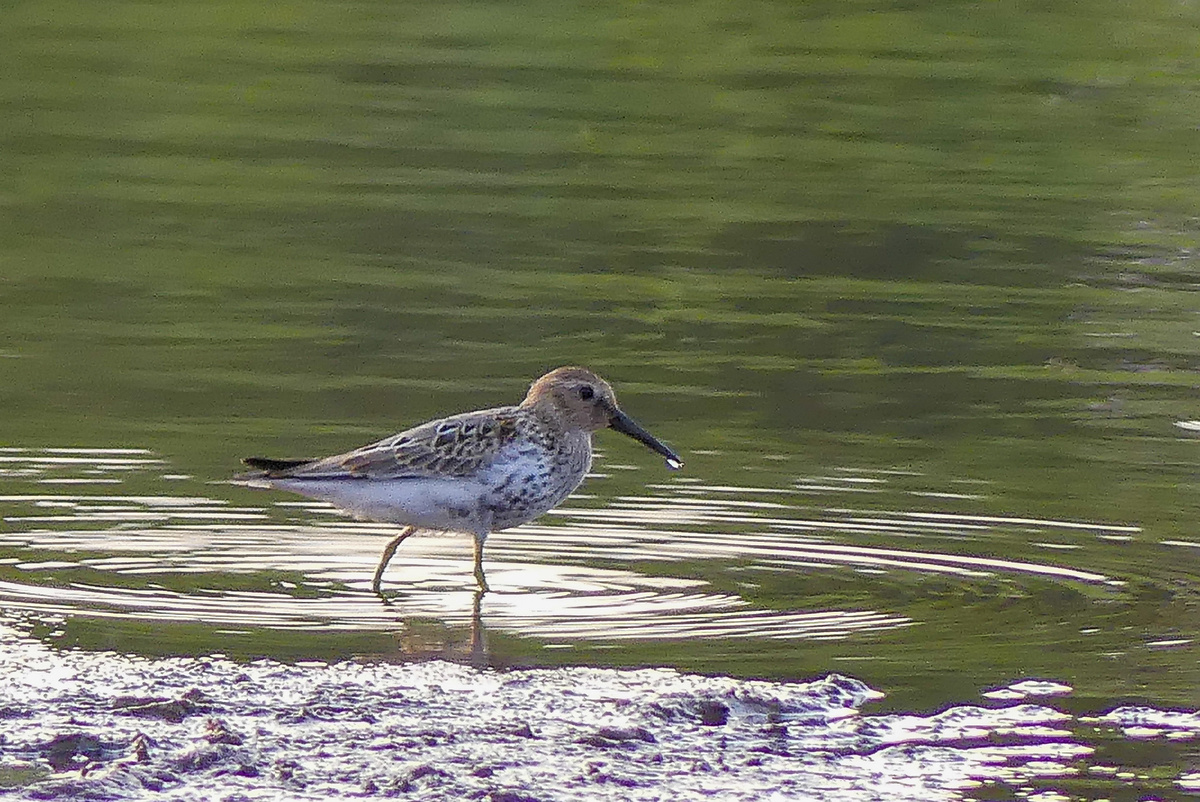 Сфотографирован 26 августа 2021 года, на городском пляже.