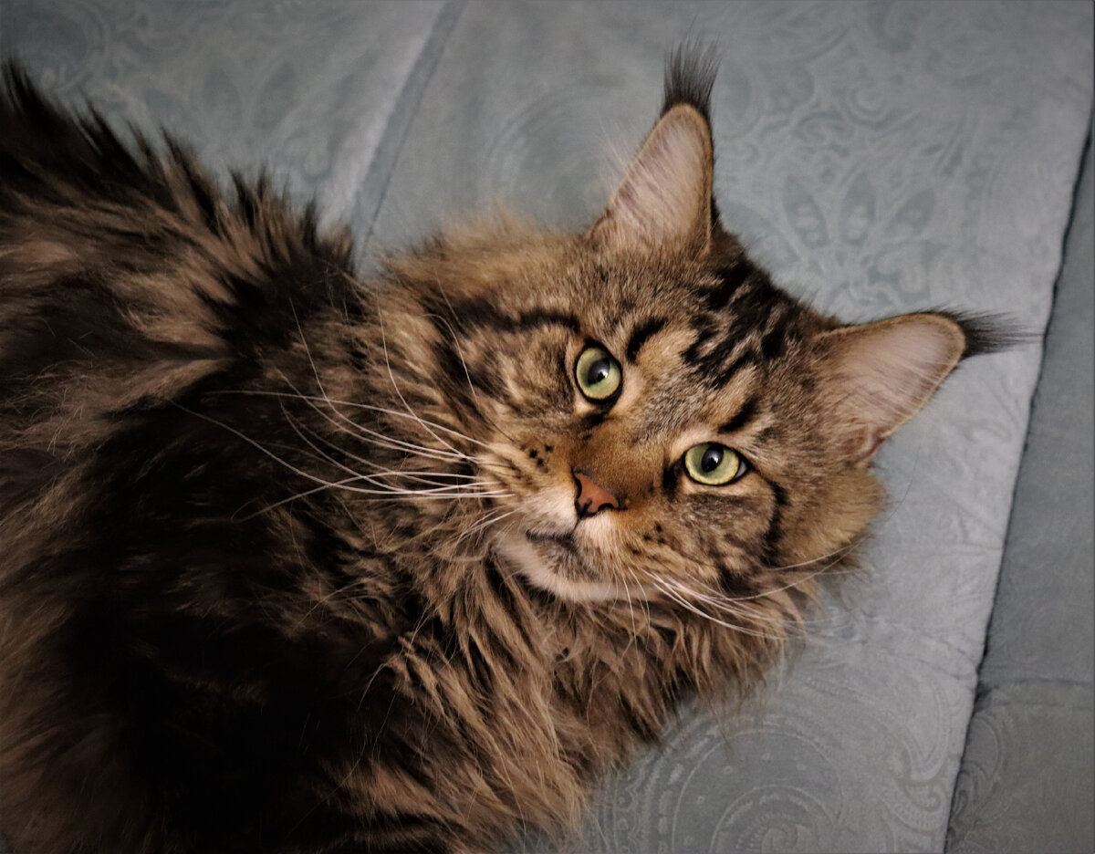 Фото из личного архива. Питомник Kotoamatsukami