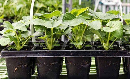 Рассада клубники перед высадкой