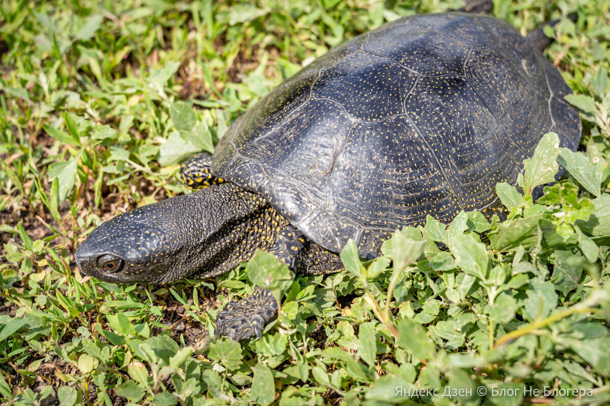 И с каждым днем их становится все больше и больше