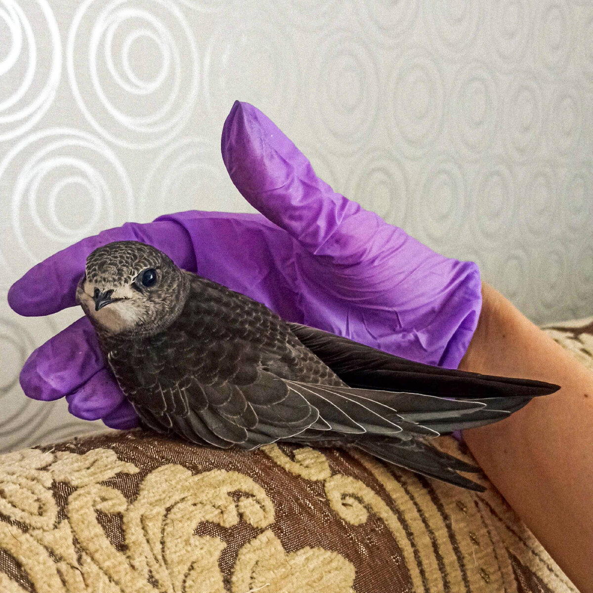 Стрижонок Стрижуля, которого удалось выкормить 💖