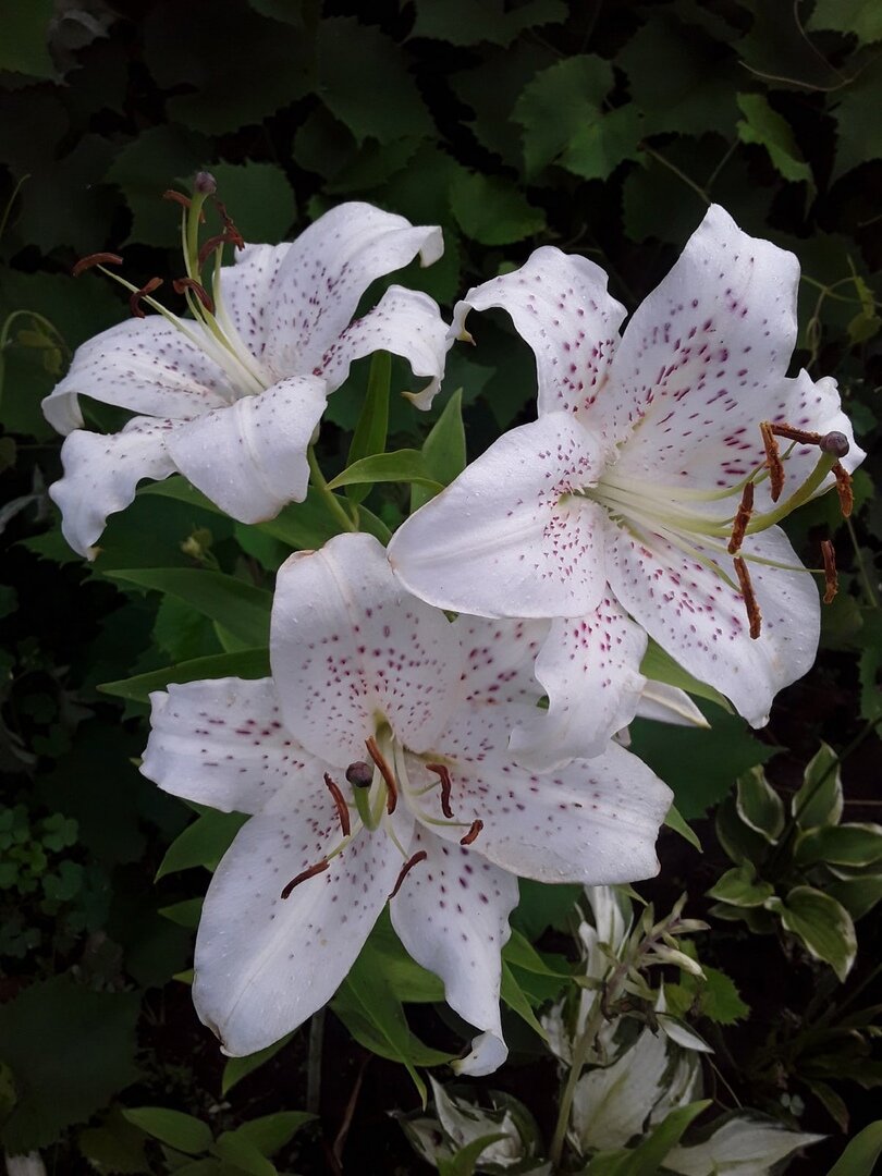 Лилия восточная, сорт Extravaganza