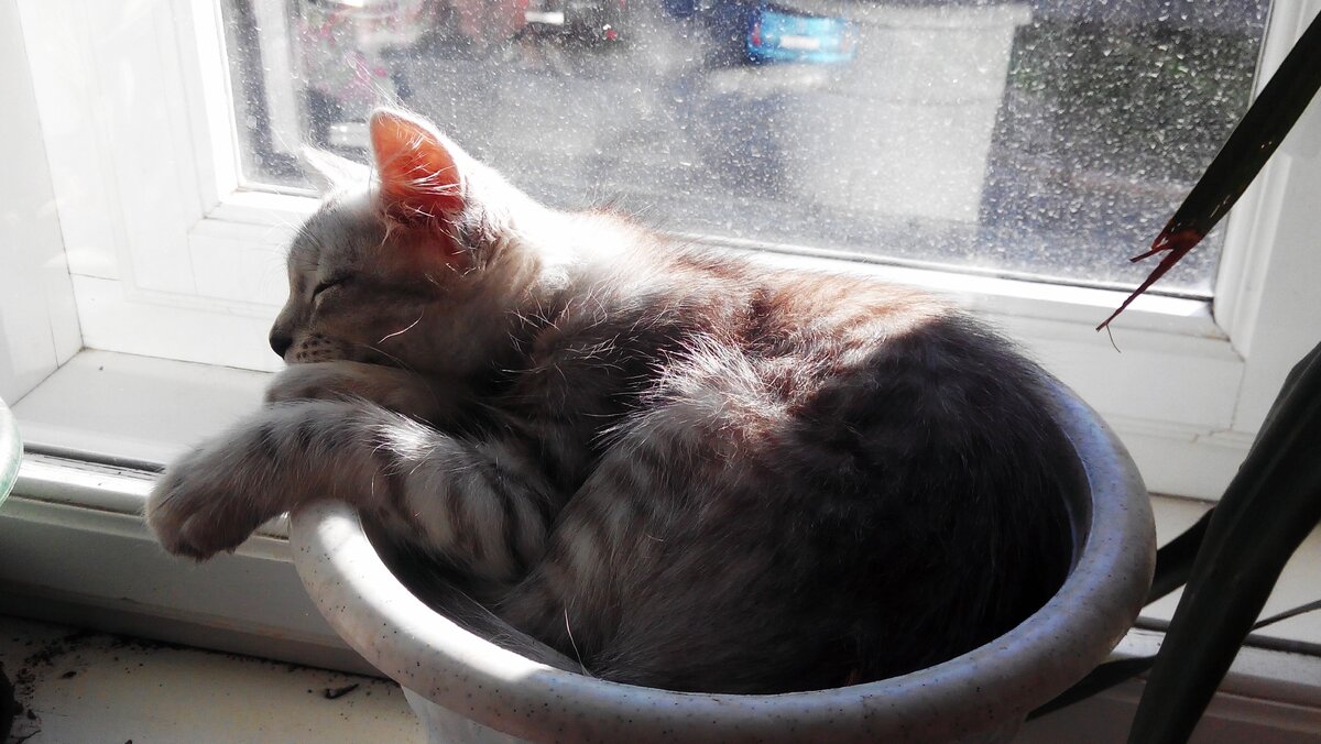 Чижик в цветочном горшке