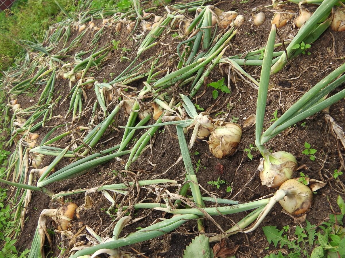 Лук рос в холмиках. Фото автора