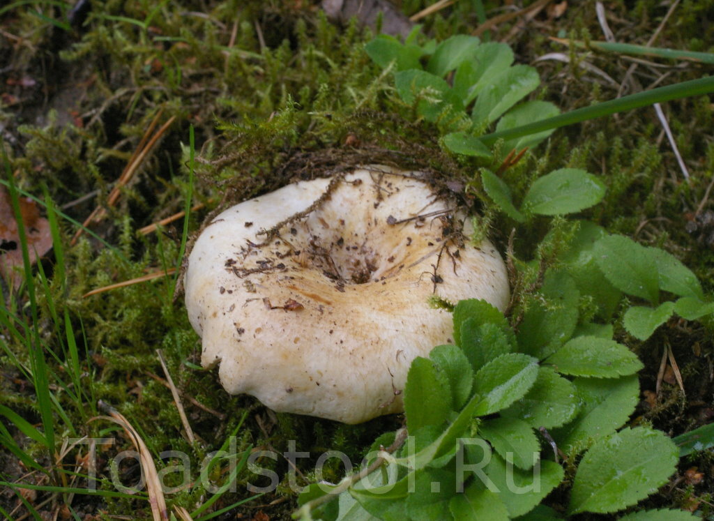 Мое любимое фото белого подгруздка из соснового бора. Скорее всего, это Russula pseudodeilica, но кому какое что? На вкус не влияет (фото И.Лебединского)