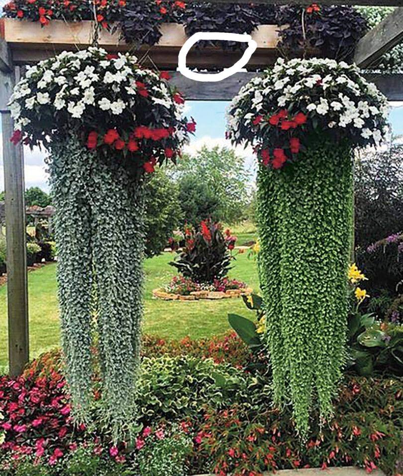 висящие цветы