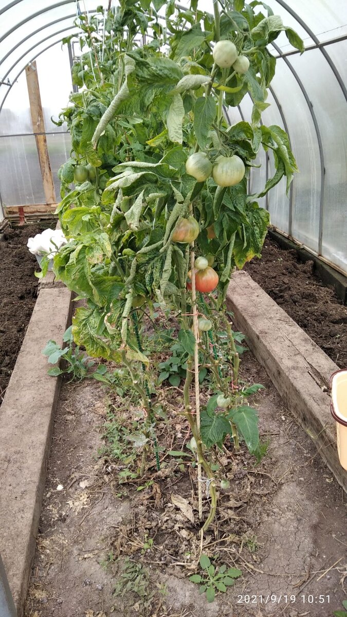 И даже не болели фитофторозом