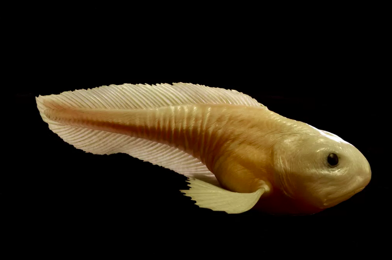 Blotched Snailfish (Crystallichthys cyclospilus) Fish