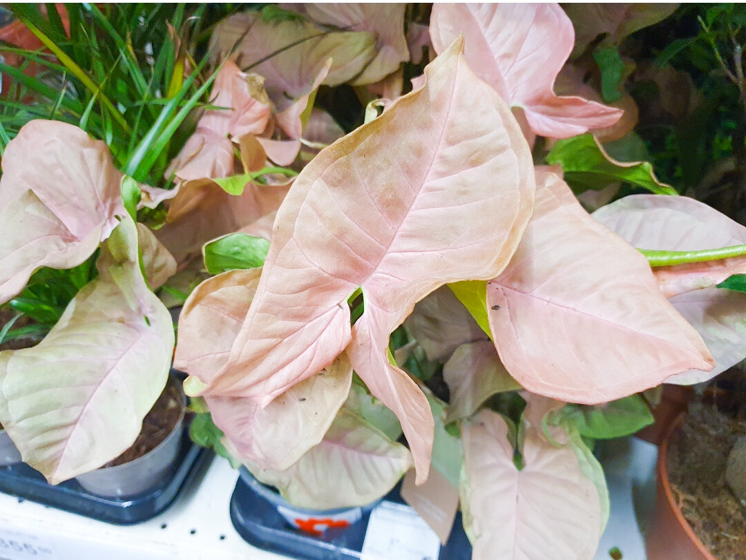 Нравится мне он, но пока маленькие не привезут — брать не буду