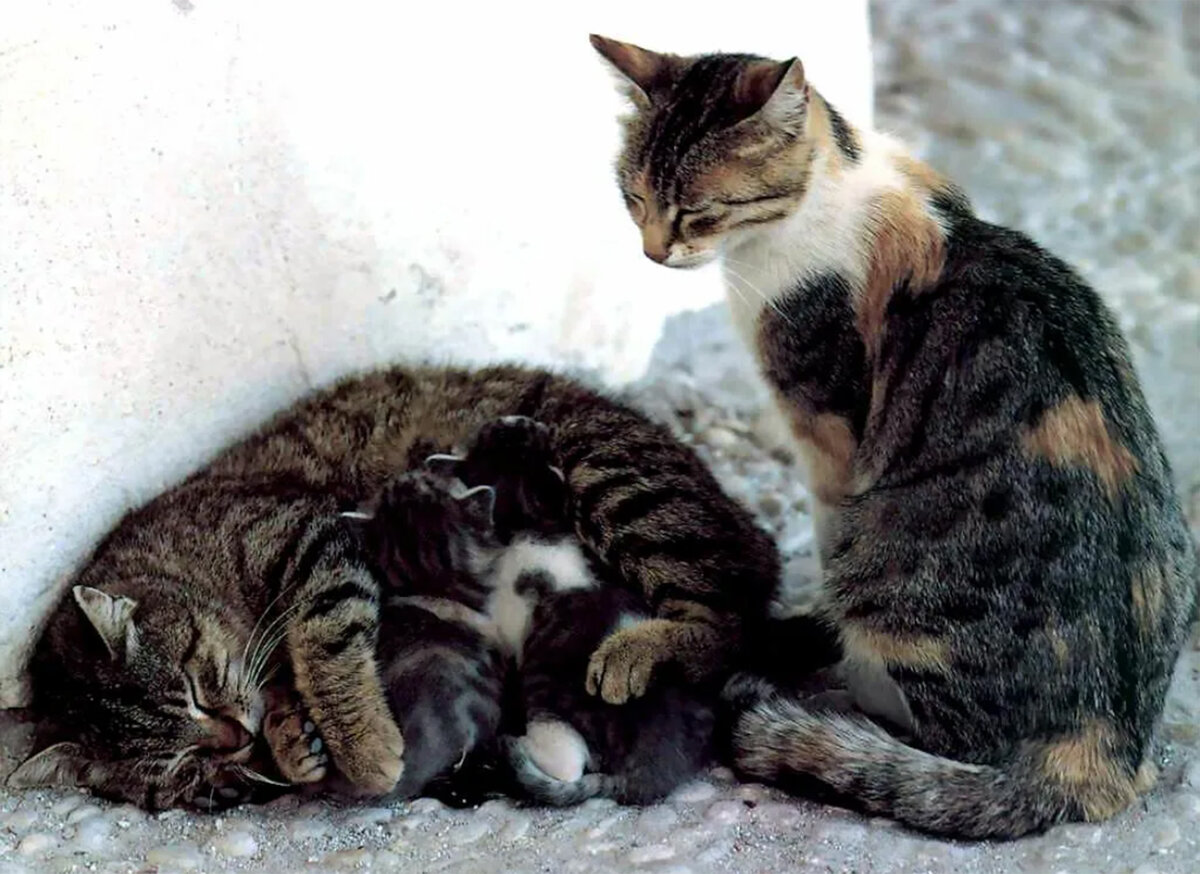 Ухаживают за потомством. Мама кошка и котенок. Кошка выкармливает котят. Потомство кошек. Забота о котенке.