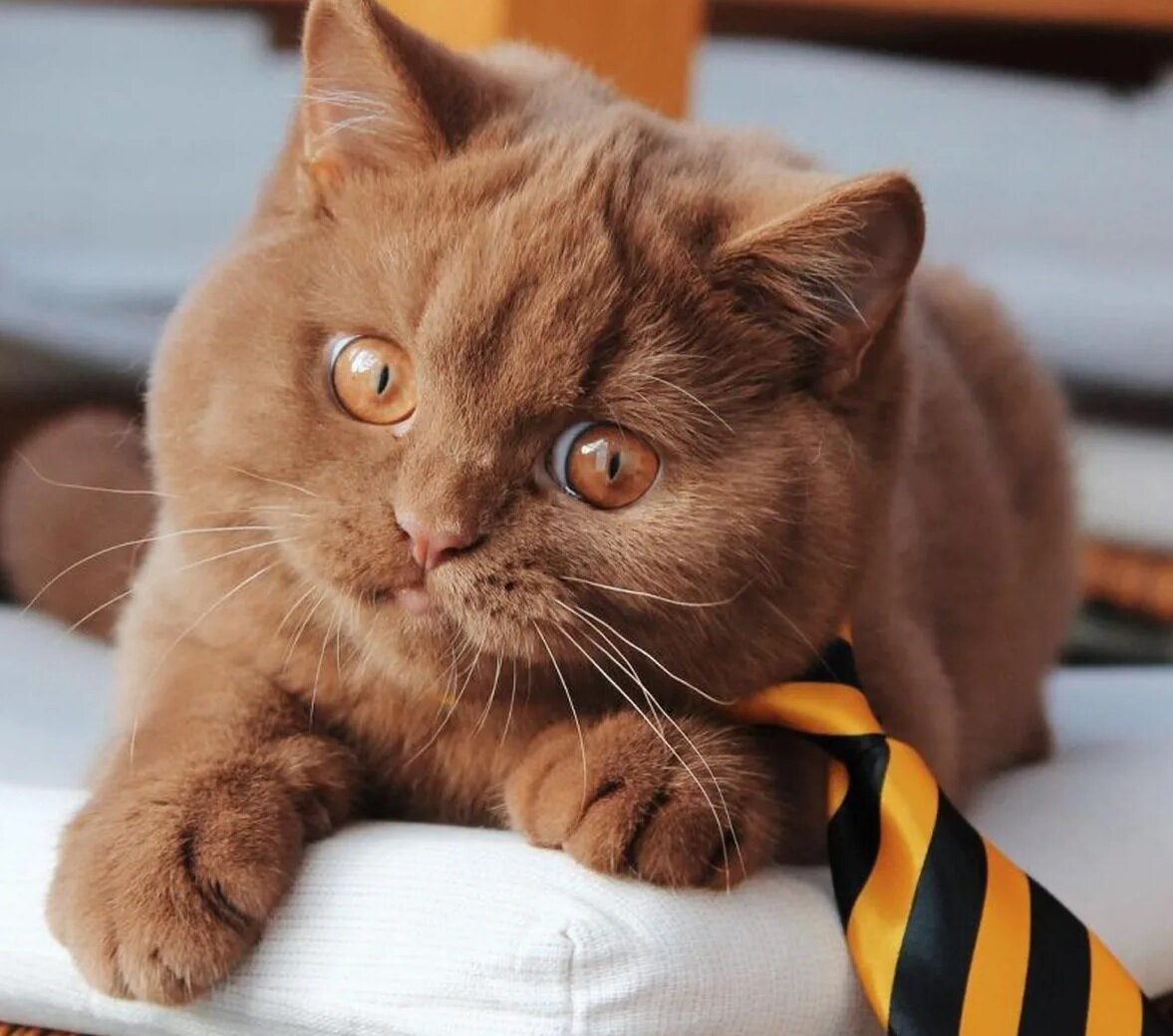 Породы коричневых котов. Циннамон британец. Британская короткошёрстная кошка циннамон. Котенок британец циннамон. Циннамон полосатый британец.