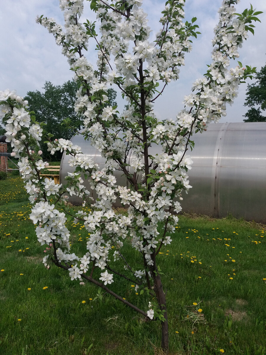 «Цветущим садом»  называют участок с фруктовыми деревьями.