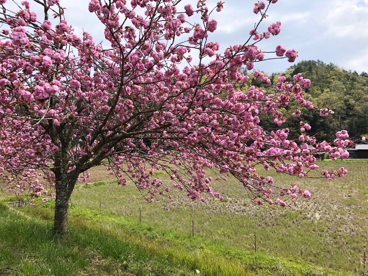 Зеленое удобрение: