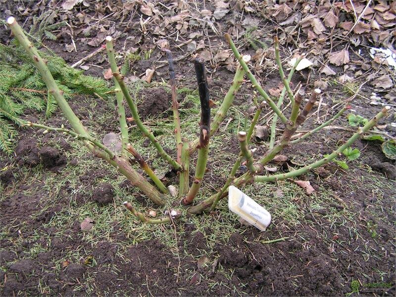 Роза после зимы. Фото из открытого источника 5-nt.ru