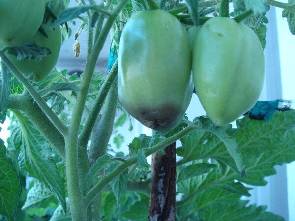 Чернеют помидоры снизу в открытом грунте: причины и способы решения проблемы