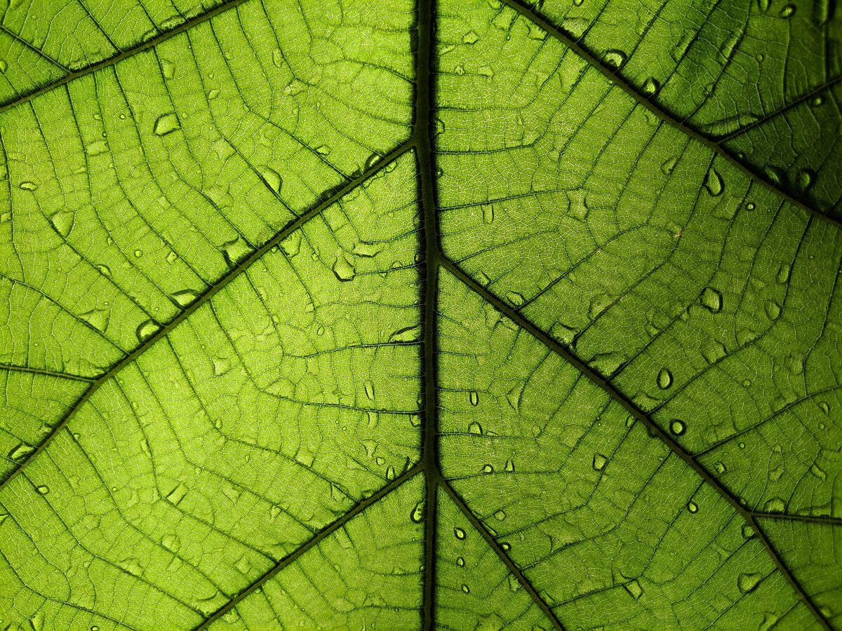 Большая поверхность листа. Поверхность листа. Фотографию поверхности листа.. Травленная поверхность листа. Блестящая поверхность листьев.