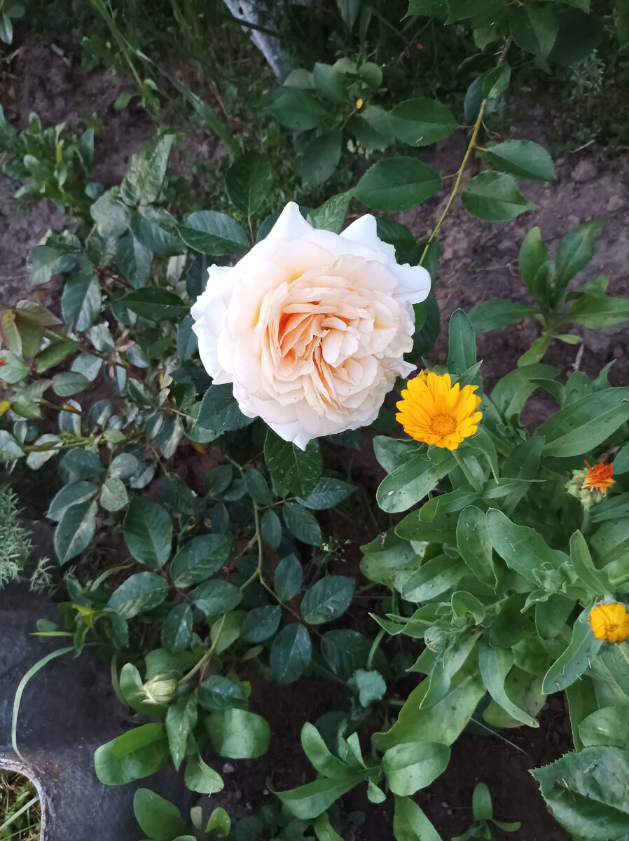 Саженец розы Эльф. 