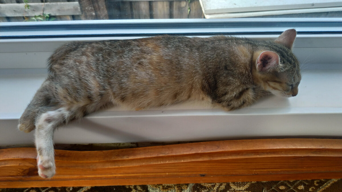 Буся вроде больше похожа на девочку