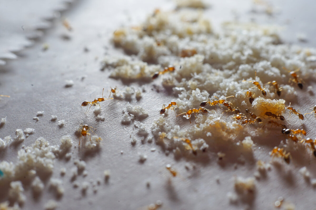 Остатки еды и крошки привлекают насекомых