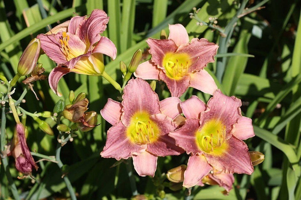     Нежные летние цветы. Фото: Игорь Самусенко/Никитский ботанический сад (НБС-ННЦ РАН)/VK