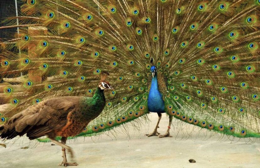 Распушил хвост! Кого-то напомнил, только такой хвост не купишь.