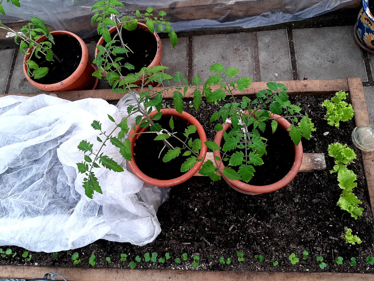 "Земледельцы" в теплице. Фото автора. 