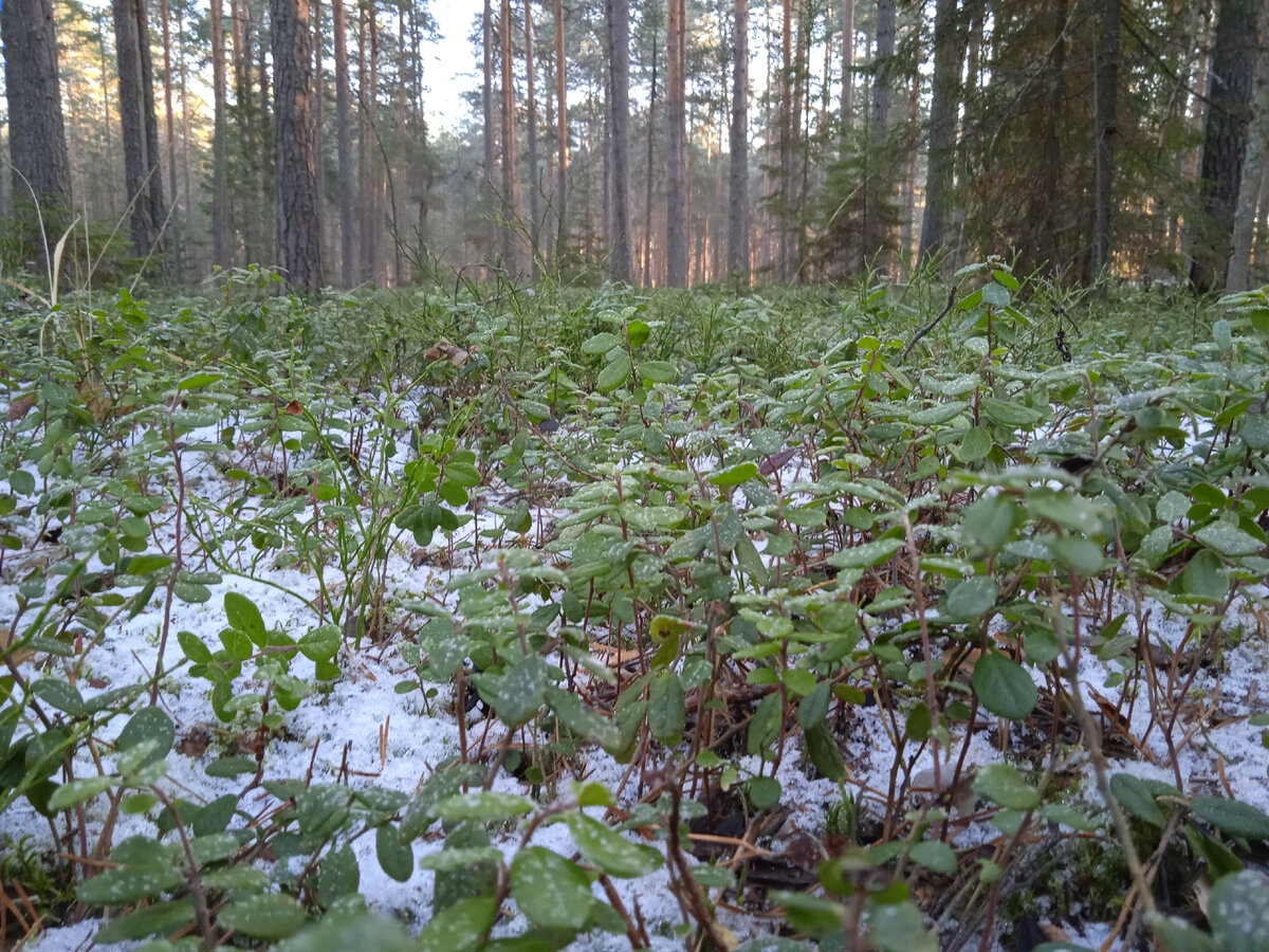 Фото автора.