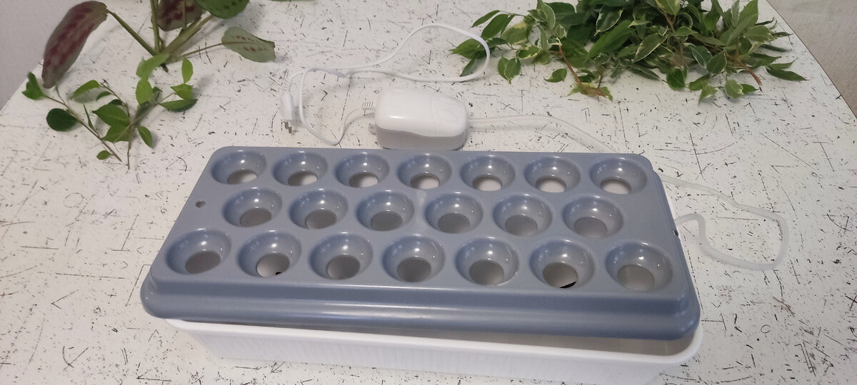 Набор для проращивания