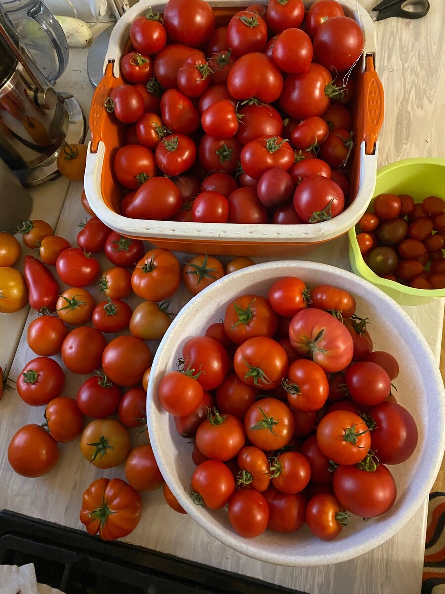 Томаты урожая 2022