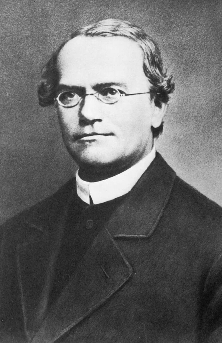 Скрещивая сорта гороха, Грегор Мендель (1822-1884) изучал, как передаются их свойства потомству.