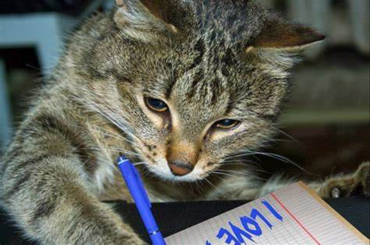 Писатель пишущий о животных. Кот пишет. Кот пишет письмо. Кот с письмом. Кот пишет ручкой.