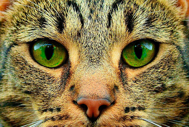 Добрый день. Волшебство кошачьих глаз – уникальное окно в душу. Исследуем различные цвета глаз кошек и их влияние на человека.-2
